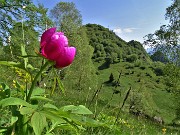 02  Peonia officinalis (Peonia selvatica) in piena fioritura con vista sul Monte Zucco